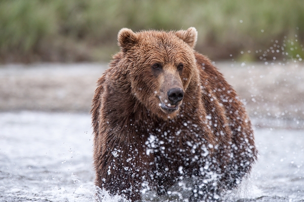 Experience the Real Adventure of Your Hunting Trip